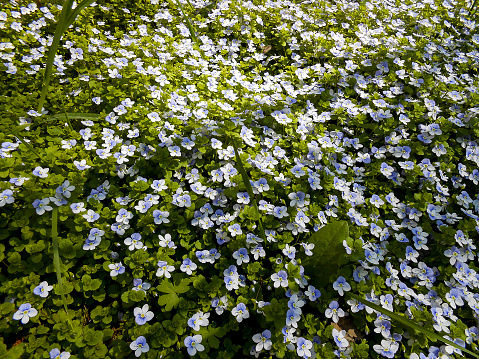 Forget-Me-Not